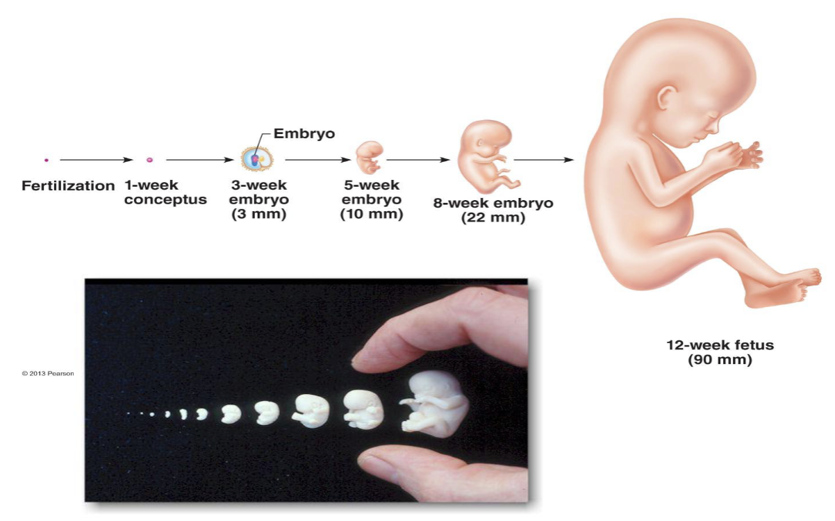 <p><strong>Zygote</strong> = <strong>fertilized</strong> <strong>egg</strong></p><p><strong>Embryo</strong> = <strong>8 weeks</strong> <strong>development</strong></p><p><strong>Fetus</strong> = <strong>9 weeks</strong> to <strong>childbirth</strong></p>