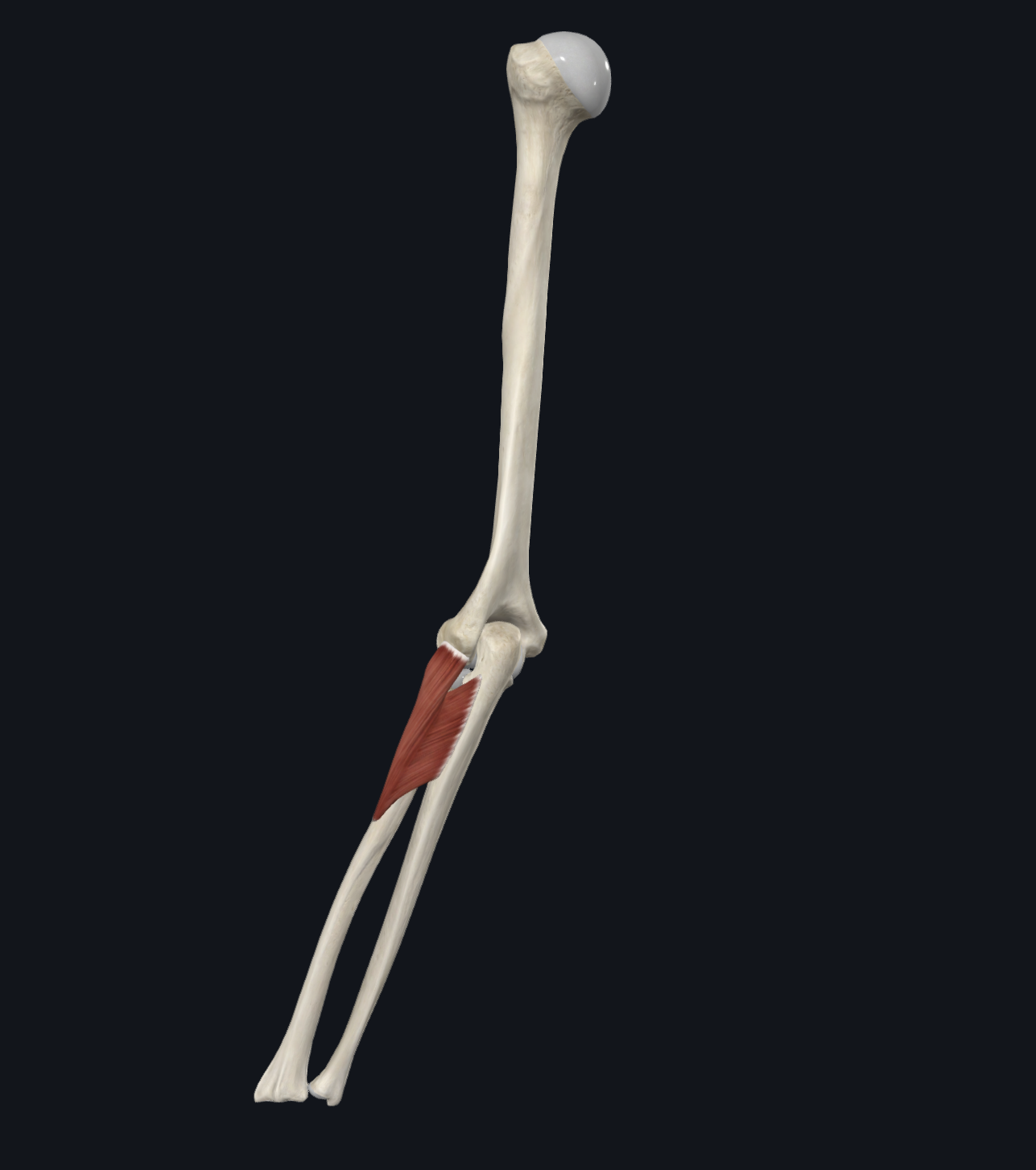 <p>Supinator</p>