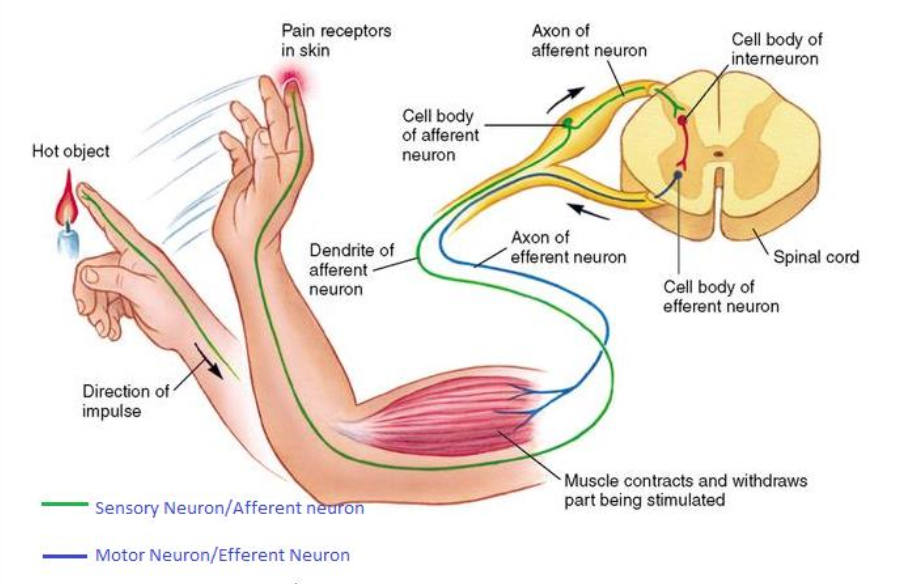 <p>Explain the following diagram:</p>