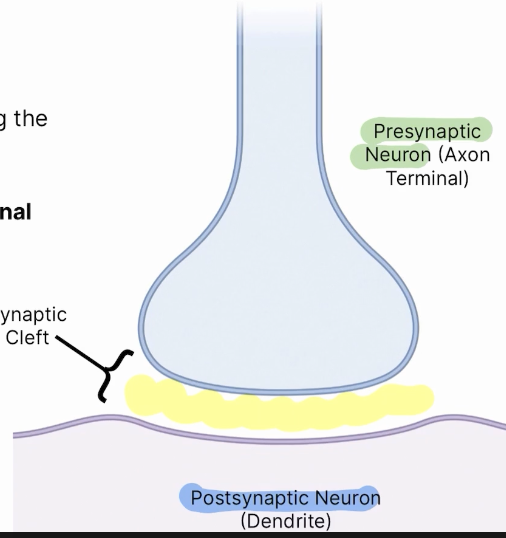 <p>Zone between two neurons, not including either neuron </p>