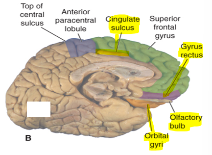 <p>Gyrus rectus</p><p>Olfactory sulcus (with <u>olfactory bulb)</u></p><p>Orbital gyrus<u> (emotion, personality)</u></p>