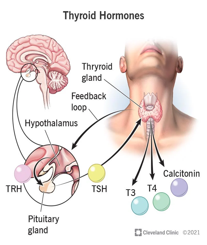 <ul><li><p><span style="font-family: "Arial (Body)";">Component of the thyroid hormones</span></p><ul><li><p><span style="font-family: "Arial (Body)";">Thyroid gland traps iodine and uses it to make the thyroid hormones thyroxine (T<sub>4</sub>)<sub> </sub>and triiodothyronine (T<sub>3</sub>)</span></p></li></ul></li><li><p><span style="font-family: "Arial (Body)";">Thyroid hormones help regulate:</span></p><ul><li><p><span style="font-family: "Arial (Body)";">Metabolic rate</span></p></li><li><p><span style="font-family: "Arial (Body)";">Reproduction</span></p></li><li><p><span style="font-family: "Arial (Body)";">Energy (ATP) production in the TCA cycle</span></p></li><li><p><span style="font-family: "Arial (Body)";">Nerve, muscle, and heart function</span></p></li></ul></li></ul><p></p>