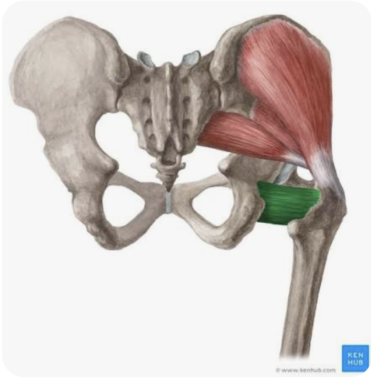 <p>O: Tuberosity of the ischium</p><p>I: Intertrochanteric crest of the femur</p><p>A: External rotation of the thigh; adduction of the thigh</p><p>N: Branches of the sacral plexus</p>