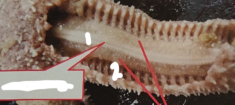 <p>point 1 on this sea star</p>