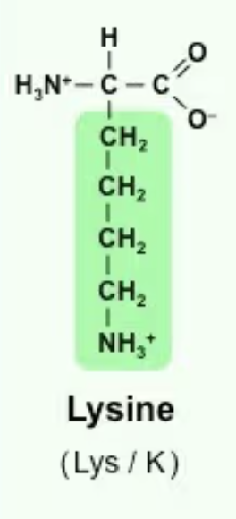 <p>Lys/K<br>*CH2—CH2—CH2—CH2—NH3+<br>Polar<br>Basic (can be + charged, typically charged at pH7)<br>Can be a chemical modification on proteins</p>