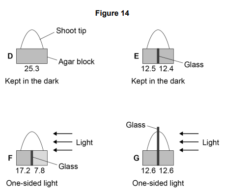 <ul><li><p>Auxin is a plant hormone. </p></li><li><p>Auxin is made in the shoot tip.</p></li><li><p>Scientists investigated the role of auxin in the response of shoot tips to light. </p></li><li><p>This is the method used:</p><ul><li><p>Grow four seedlings in the dark for a few days.</p></li><li><p>Cut the tip off the shoot of each seedling.</p></li><li><p>Place each shoot tip on a small block of agar jelly.</p></li><li><p>Place the shoot tips and agar in different conditions as shown in Figure 14. </p></li><li><p>After 24 hours, measure the mass of auxin in the agar blocks.</p></li></ul></li><li><p>The numbers under each block show the mass of auxin that diffused into the blocks from the shoot tips. </p></li><li><p>The mass of auxin is given in arbitrary units.</p></li></ul><p><strong>A scientist made a hypothesis: </strong></p><p><strong>‘Light causes auxin to move from the side of the shoot nearest to the light to the side furthest from the light.’ </strong></p><p><strong>Describe the evidence from Figure 14 which supports the hypothesis. </strong>[3 marks]</p><p></p>