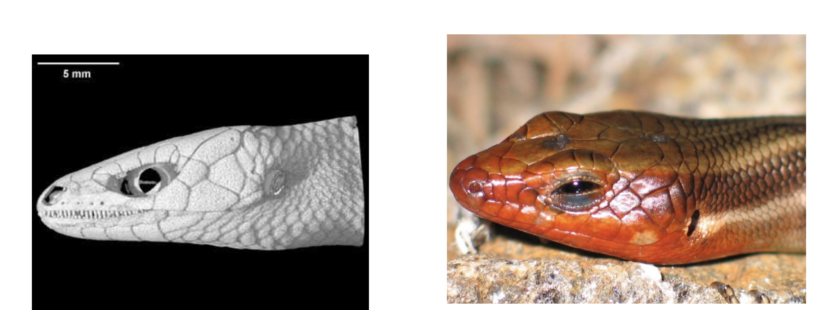 <p>“Skinks” </p><ul><li><p><span style="background-color: transparent;">Largest family of lizards </span></p></li><li><p><span style="background-color: transparent;">round, shiny, overlapping scales underlain by<strong> osteoderms (bony plate)</strong></span></p></li><li><p><span style="background-color: transparent;">secretive and terrestrial </span></p></li><li><p><span style="background-color: transparent;">Often have reduced limbs and snake-like body form</span></p></li><li><p><span style="background-color: transparent;">Typically small</span></p></li><li><p><span style="background-color: transparent;">diurnal</span></p></li><li><p><span style="background-color: transparent;">terrestrial</span></p></li><li><p><span style="background-color: transparent;">carnivorous</span></p></li><li><p><span style="background-color: transparent;">Some are fossorial, aquatic, arboreal, fossorial </span></p></li><li><p><span style="background-color: transparent;">About 45% are live bearing-viviparous </span></p></li><li><p><span style="background-color: transparent;">Some giant herbivores </span></p></li><li><p><span style="background-color: transparent;">Australia has incredible diversity of skinks including giant blue-tongued skinks </span></p></li></ul><p></p>