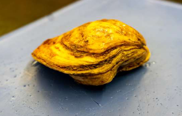 <p>Phylum &amp; name?</p>