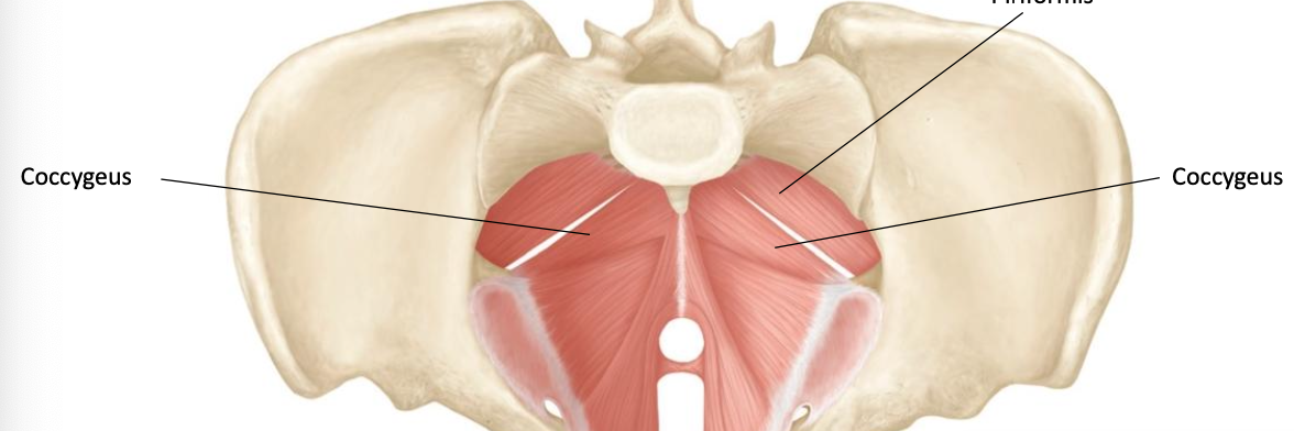 <p>Branches of anterior rami of S3, and S4</p>