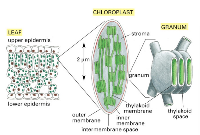 <ul><li><p><strong><u>Structure</u> </strong></p><ul><li><p>2 membranes </p></li><li><p>3rd membrane internal layer in <u>thylakoids</u> </p></li></ul></li><li><p><strong>Thylakoid</strong> = tiny, sac-like membranes stacked inside plant chloroplasts </p><ul><li><p>Inside = Thylakoid space/lumen</p></li><li><p>Outside = matrix = stroma (fluid in chloroplast surrounding thylakoids)</p></li></ul></li><li><p><strong><u>Location of machinery</u></strong>: </p><ul><li><p>Thylakoid membrane → photosynthetic machinery</p></li><li><p>Stroma → carbohydrate synthesis machinery </p></li></ul></li></ul><ul><li><p><strong><u>Function</u></strong></p><ul><li><p>Use light energy to produce ATP </p></li><li><p>ATP → carbohydrate synthesis (glucose)</p></li></ul></li></ul><p></p>