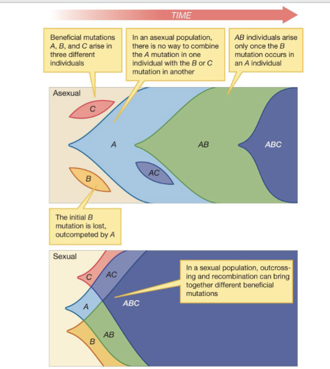 <p>sexxual reproduction can combine beneficial mutations faster than asexual does</p>