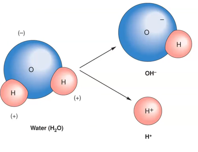 <p><strong>Water (H₂O):</strong> oxygen pulls the shared electrons toward itself, making oxygen (−) and hydrogen (+).</p>