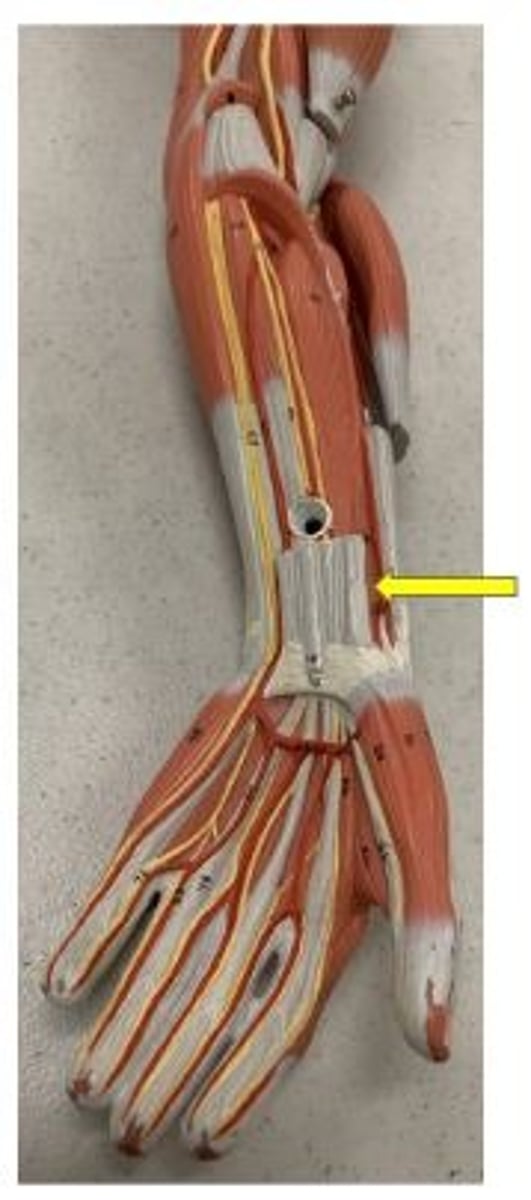 <p>pronates forearm</p>