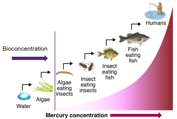 <p>The uptake of chemicals from the surrounding (ambient) environment into organisms. </p><p></p>