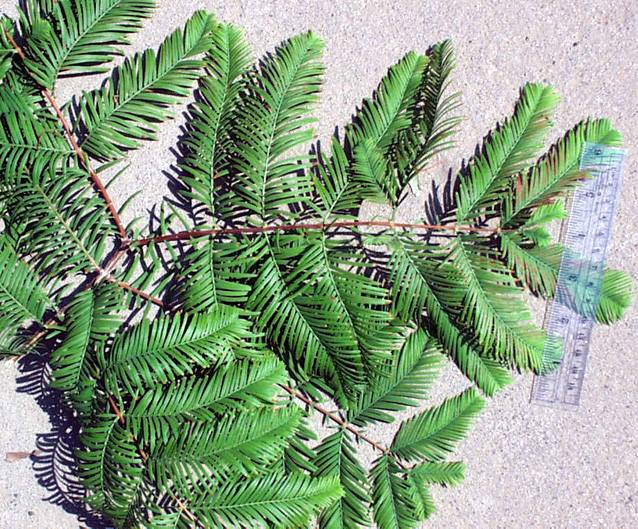 <p>scientific name</p>