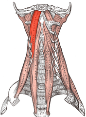 <p>Longus Capitis</p><p>Action</p>