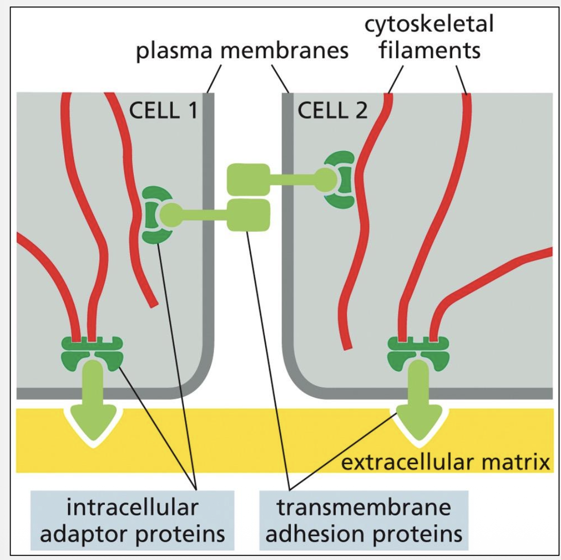 <p>Adhesion receptors, cytoplasmic adaptors, cytoskeleton</p>