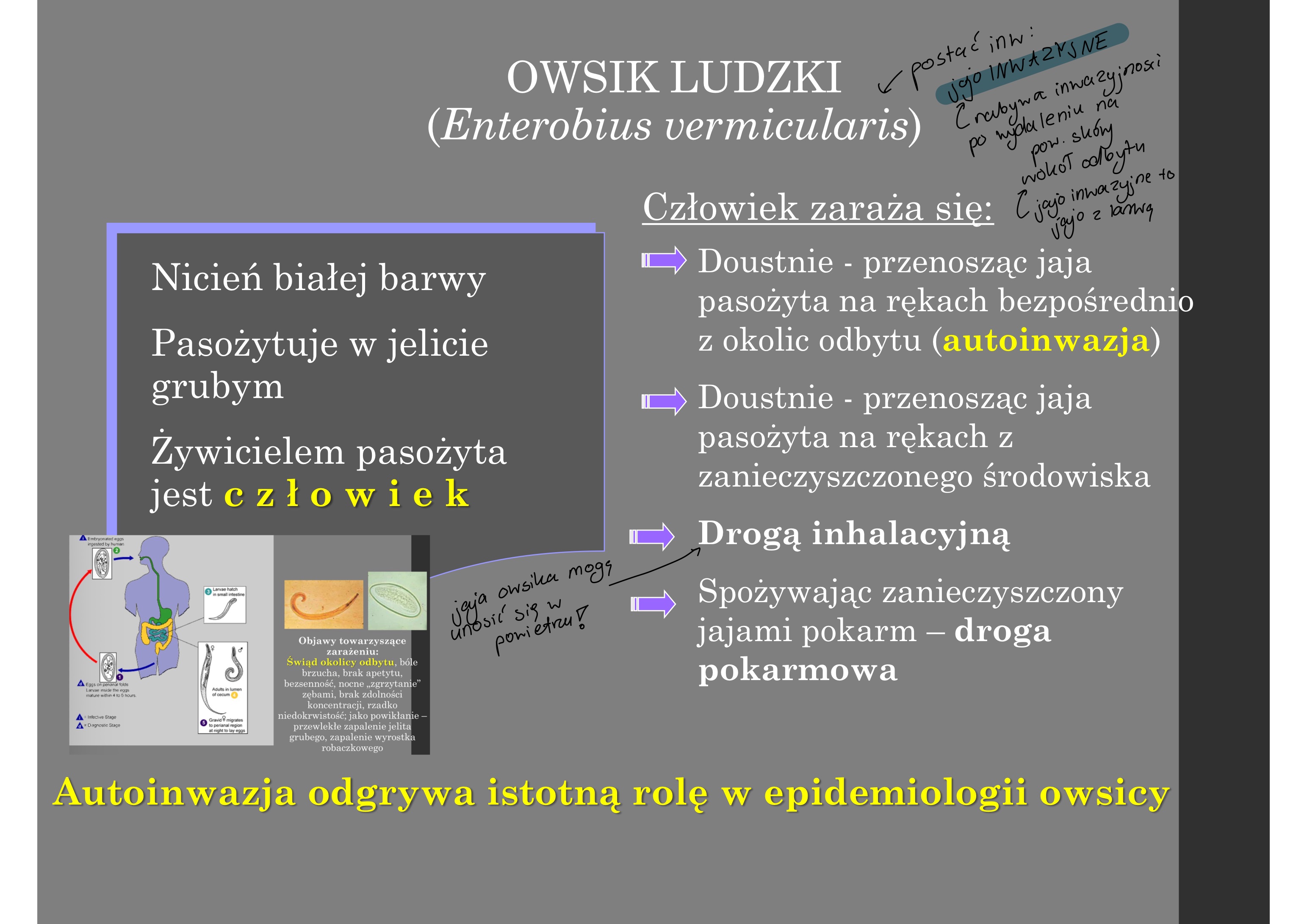<p>Człowiek zaraża się:</p><p>Doustnie - przenosząc jaja</p><p>pasożyta na rękach bezpośrednio</p><p>z okolic odbytu (autoinwazja)</p><p>Doustnie - przenosząc jaja</p><p>pasożyta na rękach z</p><p>zanieczyszczonego środowiska</p><p>Drogą inhalacyjną</p><p>Spożywając zanieczyszczony</p><p>jajami pokarm – droga</p><p>pokarmowa</p><ul><li><p>ważną rolę odgrywa autoinwazja (dzieci wkładają sobie ręce w dupę i to liżą itd)</p></li></ul><p></p>