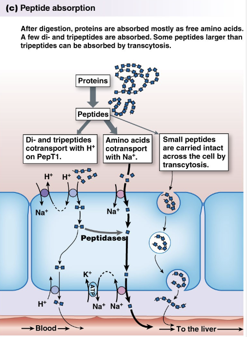 <p>Intestinal Phase; Digestion and Absorption</p>