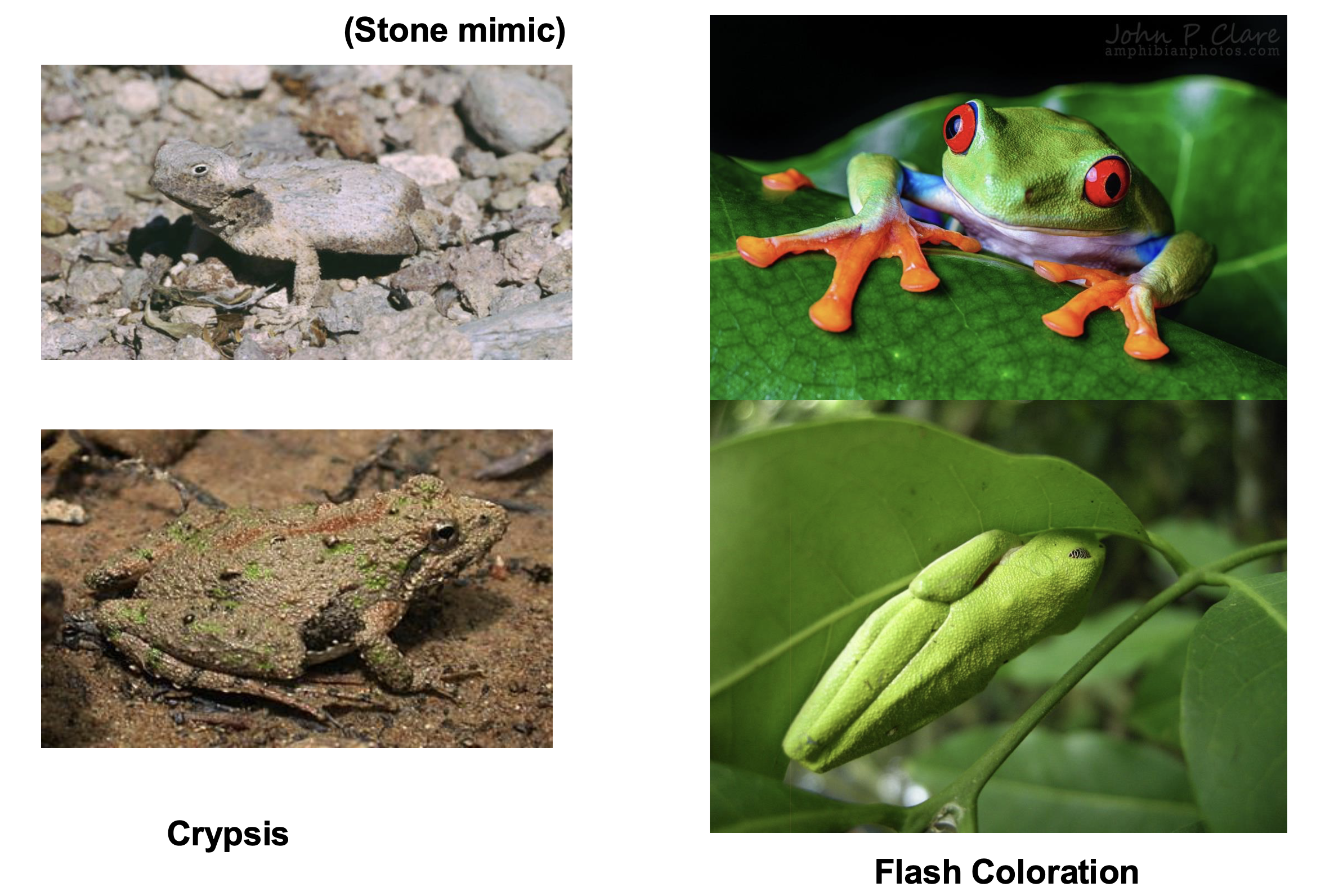 <p><strong>Crypsis: background matching (camouflage)</strong></p><p>• Many herps brown, gray, rusty, green, etc…</p><p>• Blotches and lines may help</p><p>• Lack of movement, flattening also helps</p><p><strong>Startle reactions / flash coloration</strong></p><p>• Inguinal color patches of hylids</p><p>• Movement of a banded animal (blurs unicolor in motion;</p><p>converts to bands when stopped</p>
