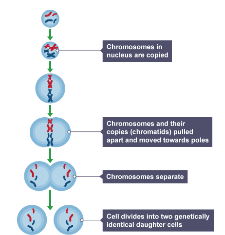 <p>Genetically identical offspring (clones)</p>