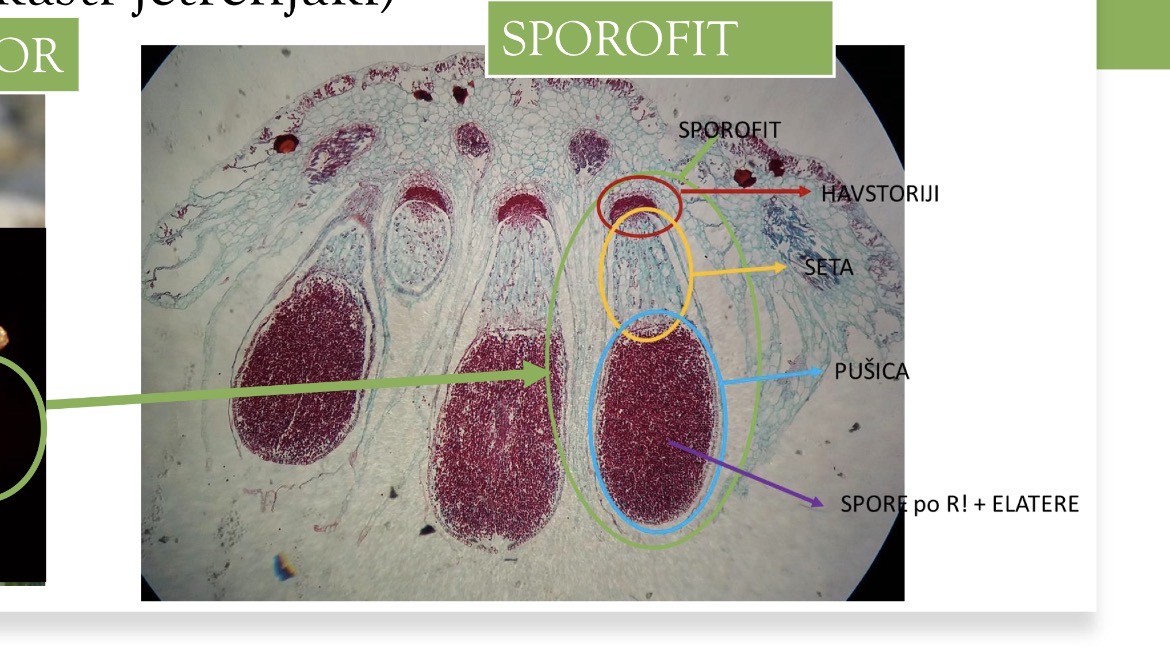 <p>Deblo streptophyta</p><p>Poddeblo marchantiophytina - jeternjaki</p><p class="has-focus is-empty">Razred krpati/ steljkasti</p><p class="has-focus is-empty">Sporofit</p>