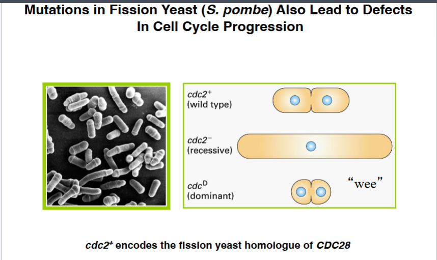 <p><span style="background-color: transparent;">Paul Nurse and Fission Yeast: CDC2 and the Wee Mutants</span></p>