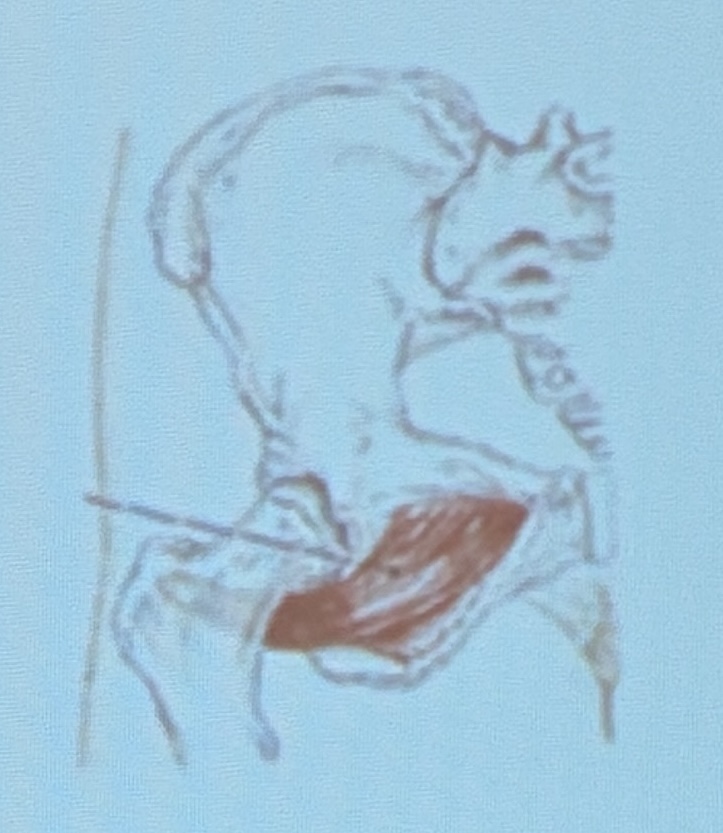 <p>Muscle name?</p>