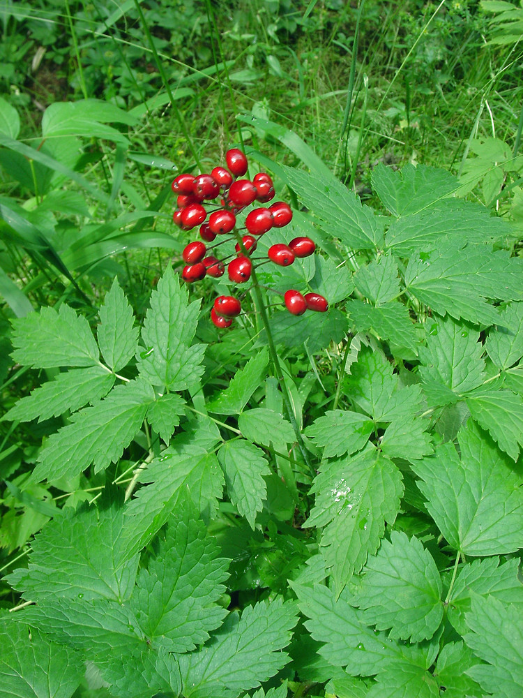<p>Actaea sp.</p>