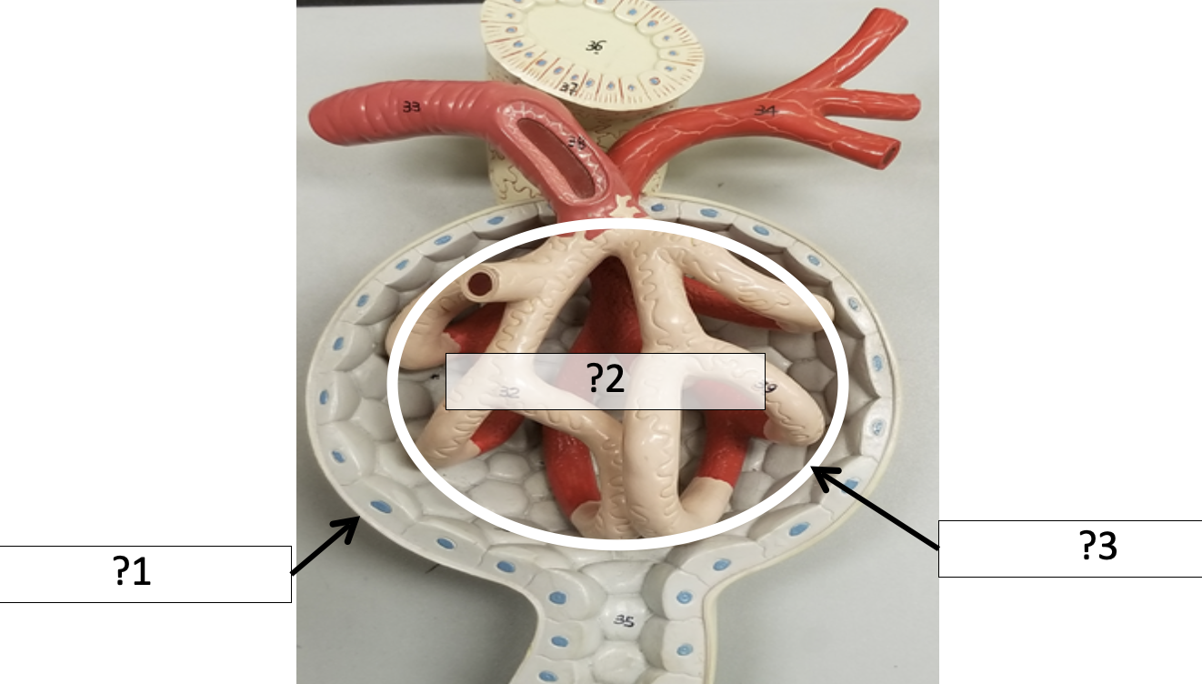 <p>2 Name the entire structure?</p>