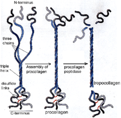 <p>larger precursor peptide of collagen; consists of repeating glycine, lysine, and proline residues - alpha helix of 1000 amino acids; triple helix</p>