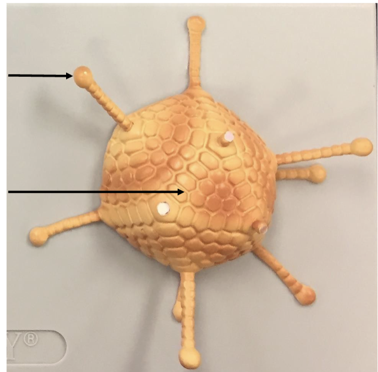 <p>what disease?</p>