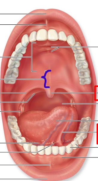 <p>forms posterior roof of mouth</p>