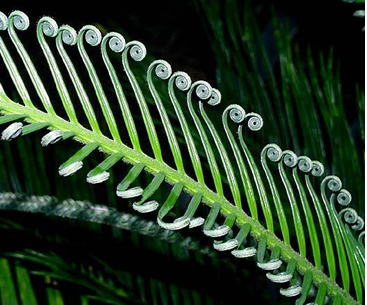 <p>what is this leaf pattern</p>