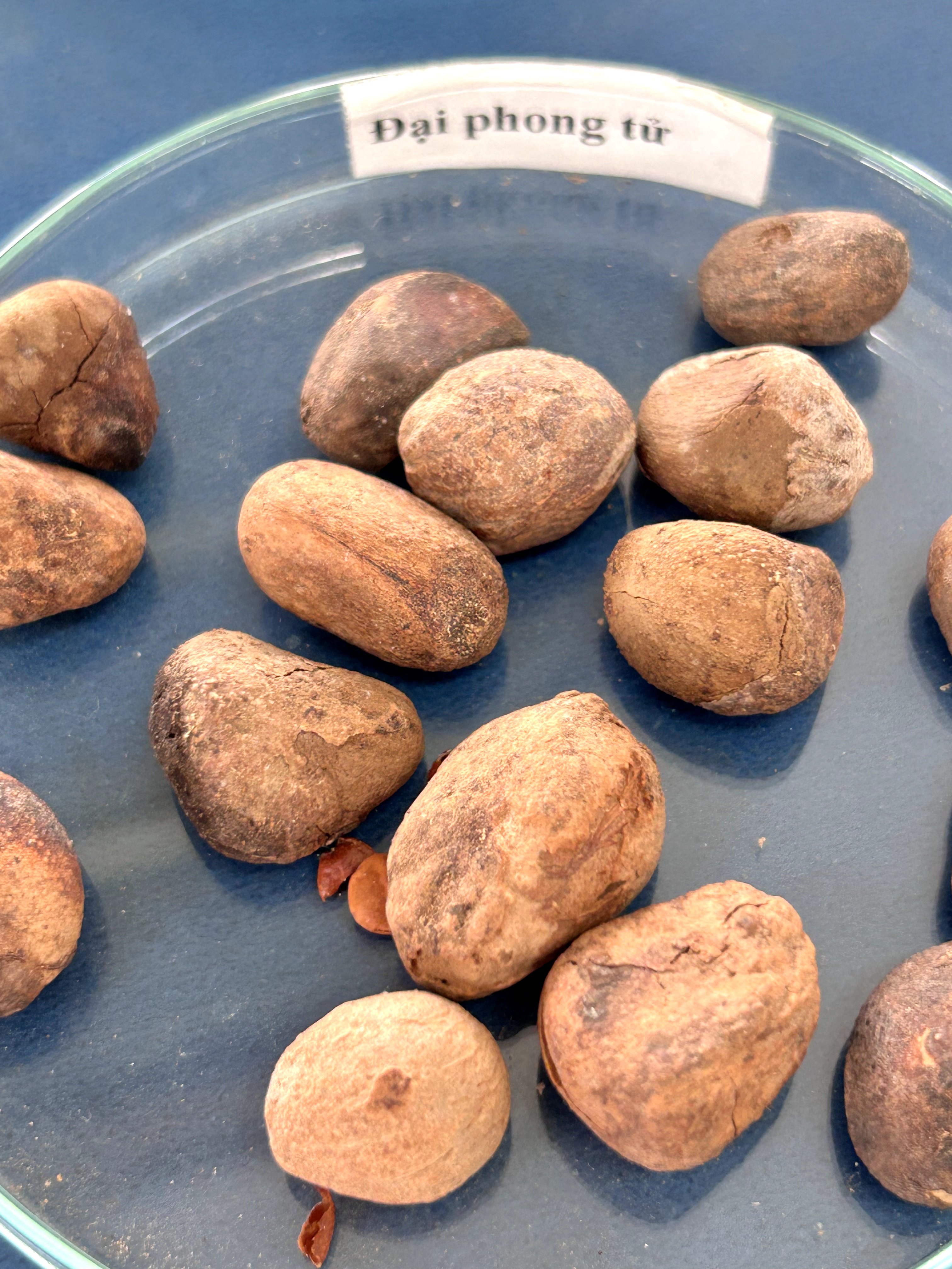 <p>đại phong tử</p>