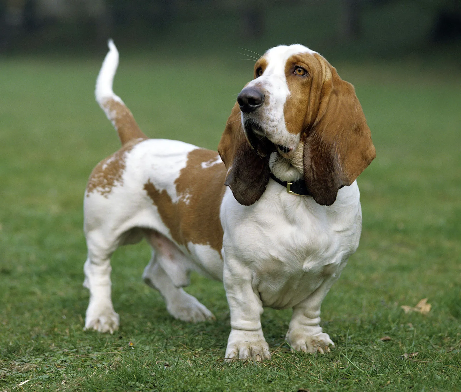 <p>Basset Hound</p>
