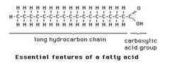 <p>- Made up of a carbon chain with NO double bonds </p><p>- Stearic Acid</p>