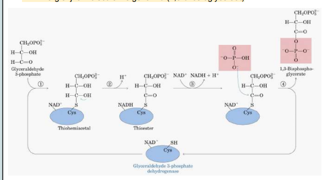 <p>Het enzyme bevat een cysteïne (met SH) in zijn katalytische centrum. Ook is NAD+ niet covalent gebonden aan het enzym. </p><ol><li><p>Glyceraldehyde-3-fosfaat gaat covalent de cysteine van het enzym binden. </p></li><li><p>NAD+ gaat 2 protonen onttrekken van Glyceraldehyde-3-fosfaat (oxidatie) → Vorming van NADH en tweede H+ komt los in de oplossing. </p></li><li><p>NADH komt los en wordt vervangen door terug een NAD+ (zorgen dat het enzym terug een cyclus kan doorgaan). </p></li><li><p>Bij Glyceraldehyde-3-fosfaat wordt C (die dubbel gebonden is aan O) elektronen arm (partieel positief) → O en S wordt partieel negatief (trekt elektronen naar zich toe)</p><ol><li><p>C wordt heel vatbaar voor een nucleofiele aanval </p></li><li><p>Fosfaatgroep gaat binden op de C</p></li><li><p>Energierijke moleculen is gevormd (1,3 bifosfoglyceraat) </p></li></ol></li></ol><p>Energetisch gunstige reactie (oxidatie) → Deze energie wordt gevormd door omzetting van NAD → NADH en voor de vorming van een energierijke binding. </p><p></p><p></p>