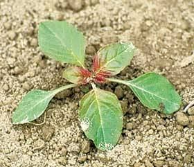 <p>Identify the weed</p>
