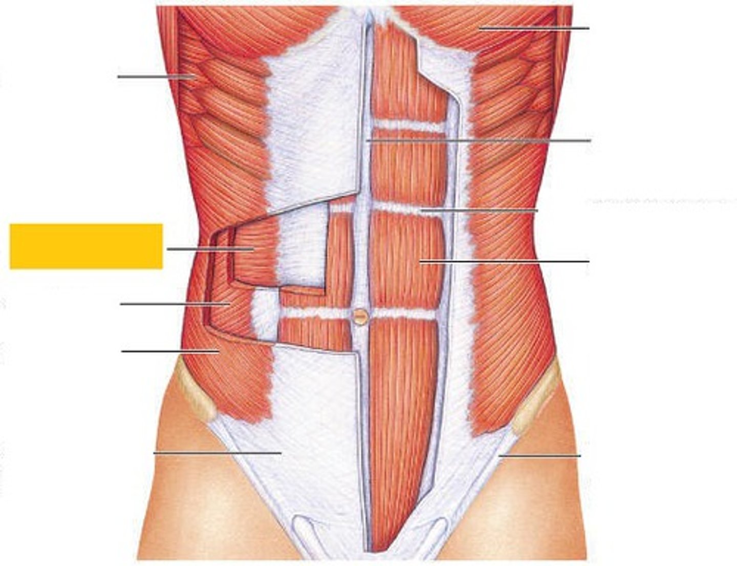 <p>compresses abdomen</p>