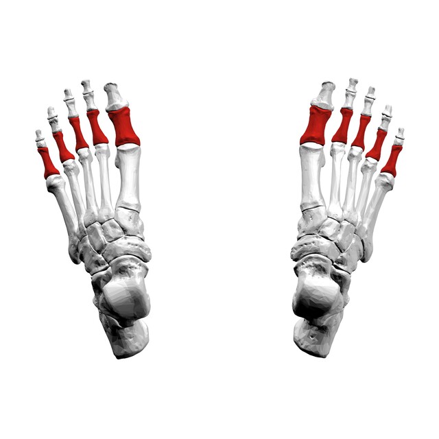 <p>What foot bones are these?</p>