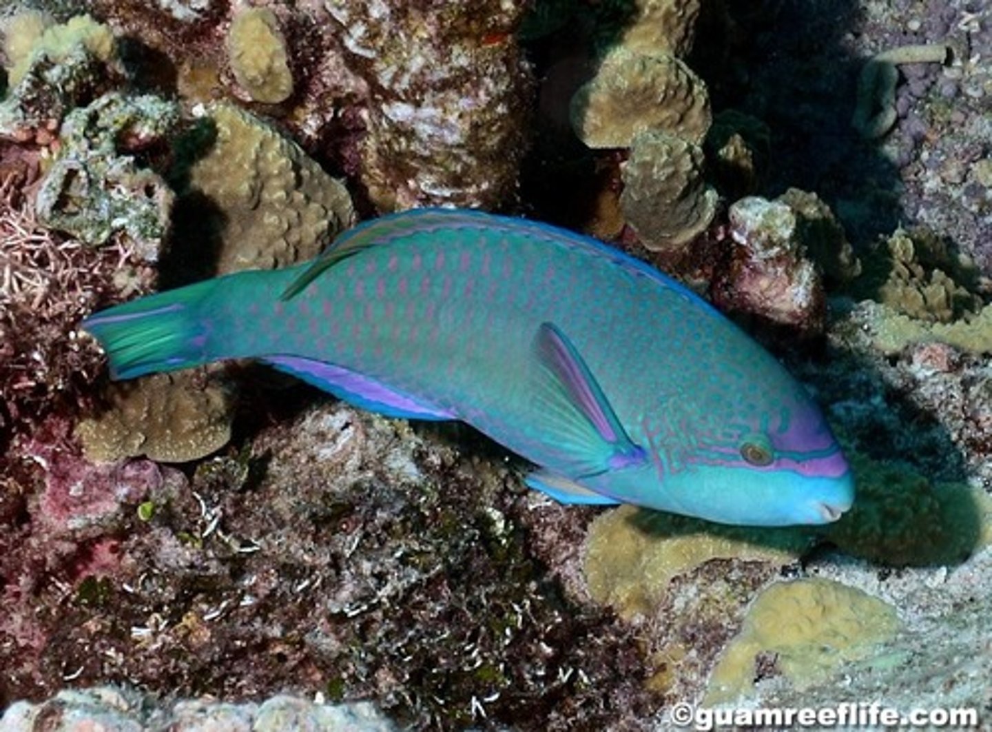 <p>Scarus globiceps </p>