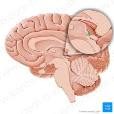 <ul><li><p>Witte stof, commissuur</p></li><li><p>Betrokken bij pupilreflexen</p></li></ul><p></p>