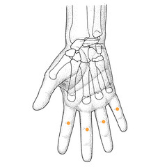 <p>The palm of the hand.</p>