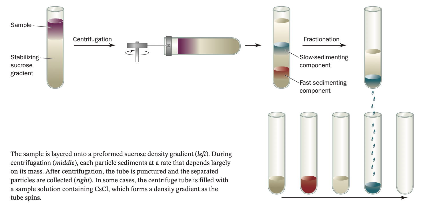 <ul><li><p><span>uses immense centrifugal fields (up to 1,000,000 × g or higher) to force macromolecular sedimentation.</span></p></li><li><p>The rate at which a particle sediments in the ultracentrifuge is related to its mass (the den- sity of the solution and the shape of the particle also affect the sedimentation rate).</p></li></ul><p></p>