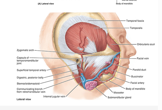 <p>upper part of temporalis muscle</p>