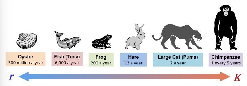 <ul><li><p>r-selected</p><ul><li><p>want ↑ repro rates (↑ r)</p></li></ul></li><li><p>K-selected </p><ul><li><p>quality > quant. → near carrying capacity (K)</p></li></ul></li></ul><p></p>