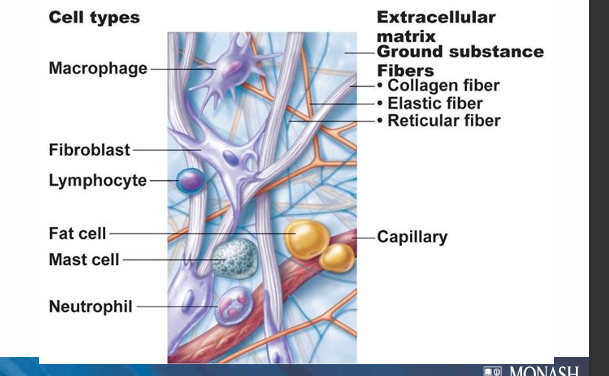 <p><strong>Fibroblasts</strong></p><ul><li><p>Produce <strong>fibres</strong> and <strong>ground substance</strong></p></li><li><p></p></li></ul><p><strong>Macrophages</strong></p><ul><li><p>Engulf and digest pathogens and debris</p></li><li><p></p></li></ul><p><strong>Lymphocytes</strong></p><ul><li><p>Immune defence cells</p></li><li><p></p></li></ul><p><strong>Mast cells</strong></p><ul><li><p>Release histamine during inflammation</p></li><li><p></p></li></ul><p><strong>Neutrophils</strong></p><ul><li><p>Short‑lived immune cells that attack bacteria</p></li></ul><p><strong>Fat cells (adipocytes)</strong></p><ul><li><p>Store energy as fat</p></li></ul><p></p>