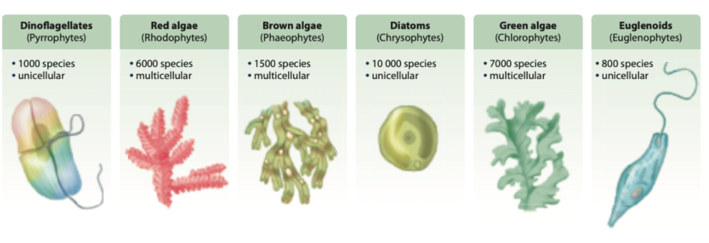 <p>Make their own food by photosynthesis</p><p>Some can consume other organisms when light is unavailable</p><p>6 phylums</p>