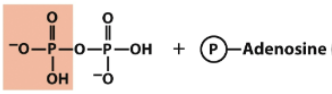 <p>name this molecule</p>